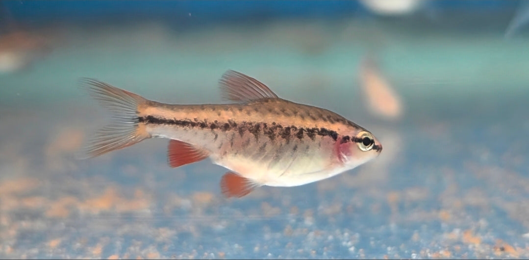 Cherry Barb - Assorted