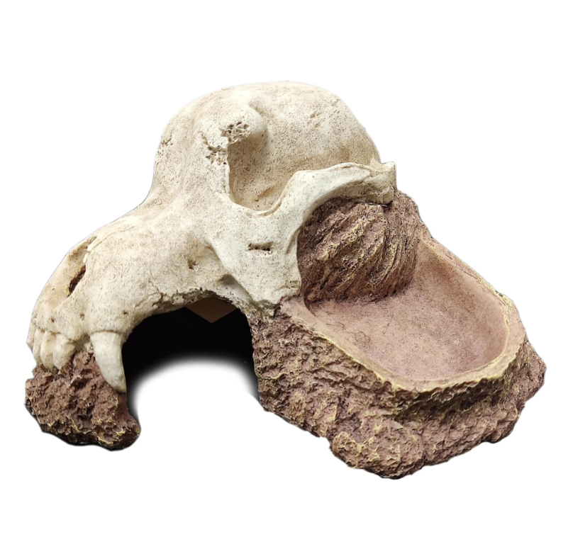 Wolf Skull Hide