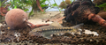 Sucking Catfish (Gyrinocheilus Aymonieri)