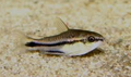 Corydoras - Pygmaeus