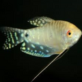 Platinum Gourami
