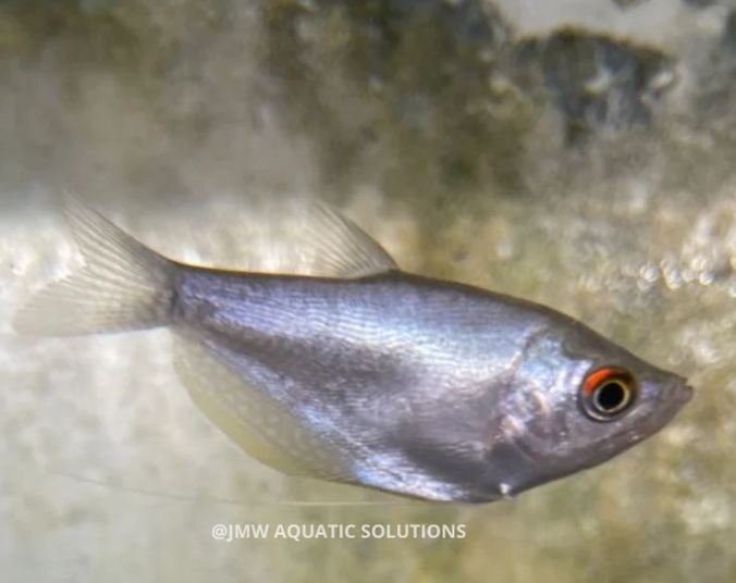 Moonlight Gourami