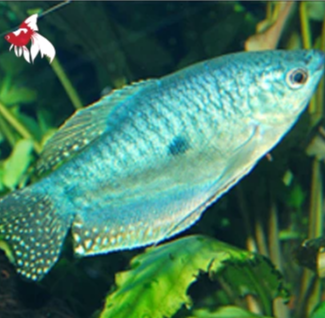 Blue Gourami