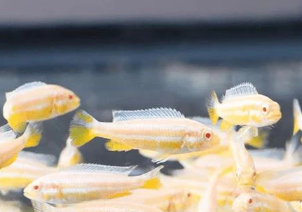 Mel. auratus - Albino