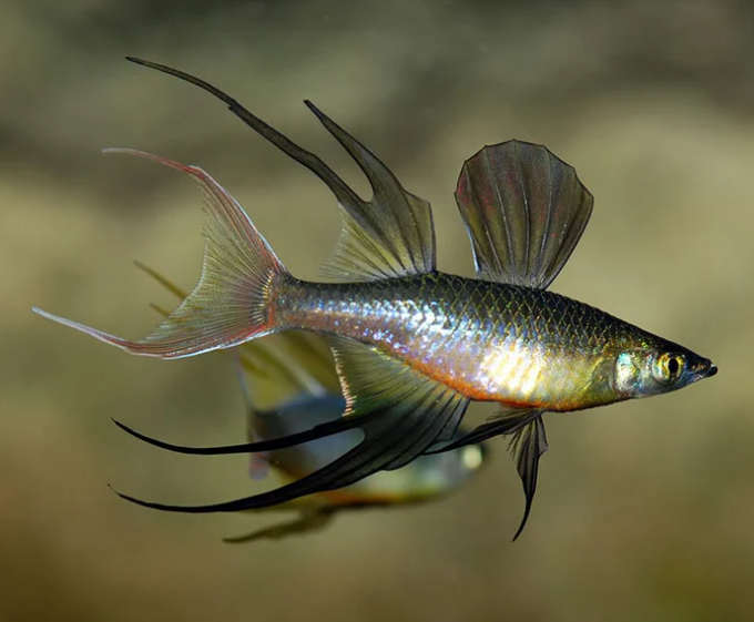 Werneri - Threadfin Rainbow Trio