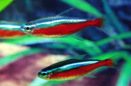 Cardinal Tetra