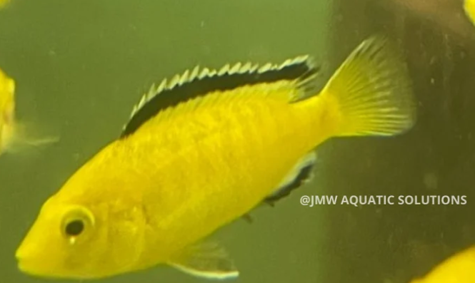 Electric Yellow