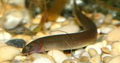 Kuhli Loach - Black