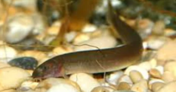 Kuhli Loach - Black