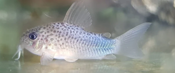 Corydoras - similis - Smudge Spot