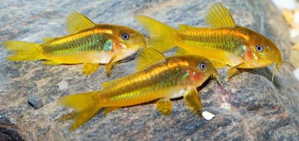 Corydoras - Gold Laser