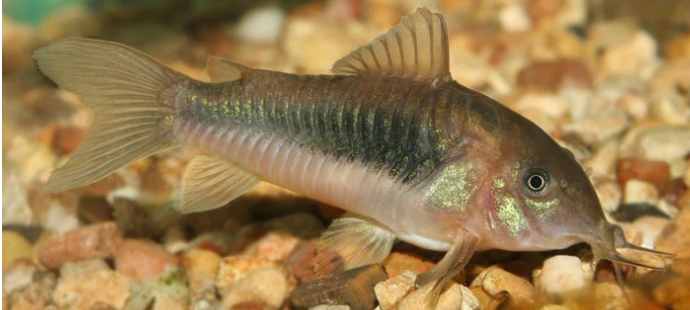 Corydoras - Bronze