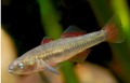 Firetail Gudgeon