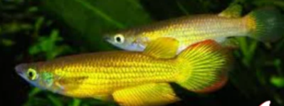 Gold Panchax