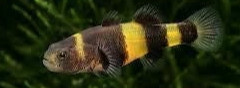 Dwarf Bumble Bee Goby