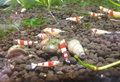 Pure Red Line Shrimp