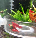 Bloody Mary Shrimp