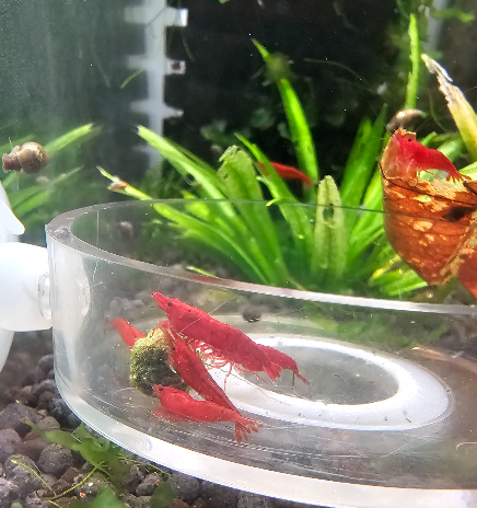 Bloody Mary Shrimp