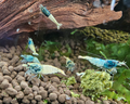 Blue Steel Shrimp