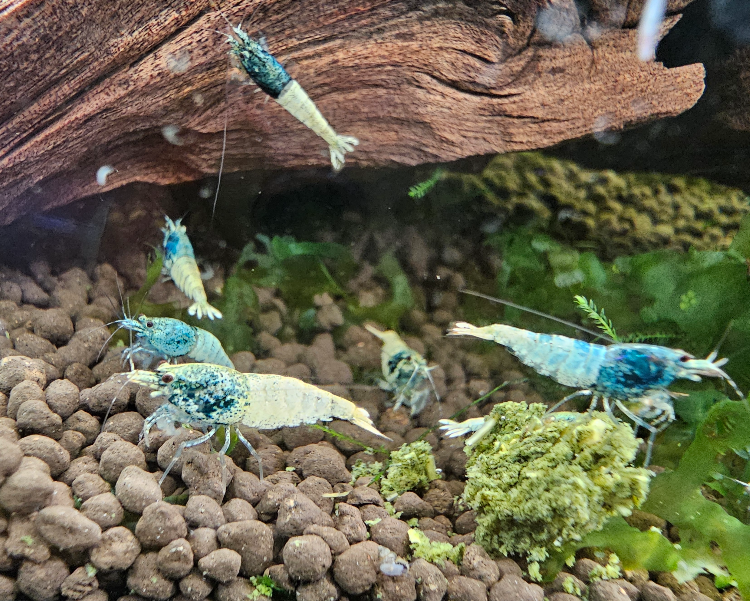 Blue Steel Shrimp