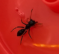 Ant Mimic Jumper (Myrmarachne sp)