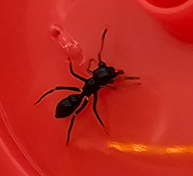 Ant Mimic Jumper (Myrmarachne sp)