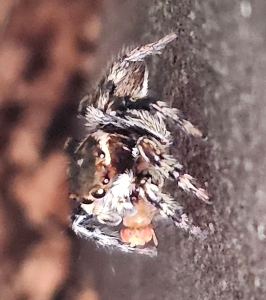 Maratus Griseus