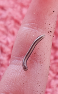 Zebra Millipedes (Spirobolellus sp)