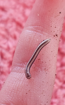 Zebra Millipedes (Spirobolellus sp)