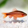 Cherry Barb - Assorted