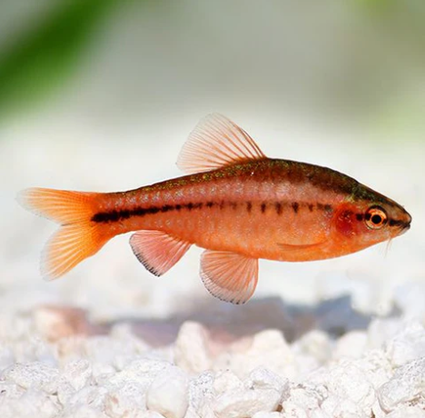 Cherry Barb - Assorted