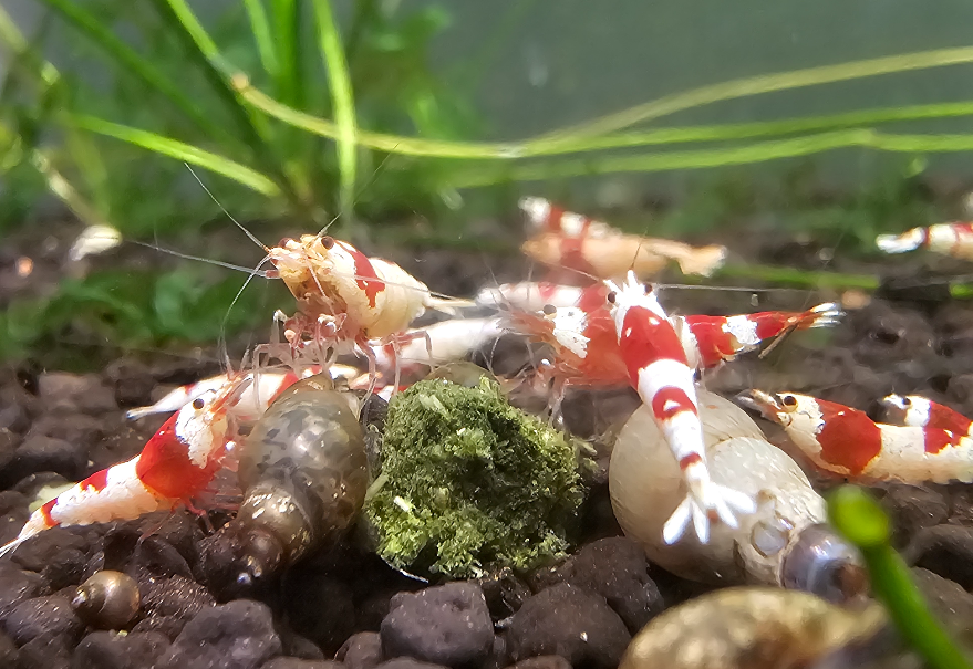 Pure Red Line Shrimp