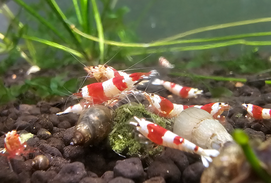 Pure Red Line Shrimp