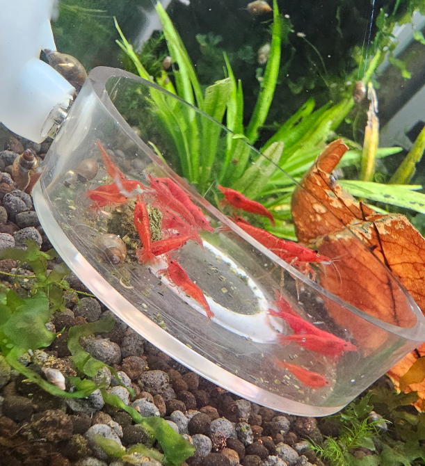 Bloody Mary Shrimp