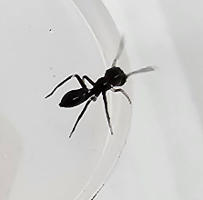 Ant Mimic Jumper (Myrmarachne sp)