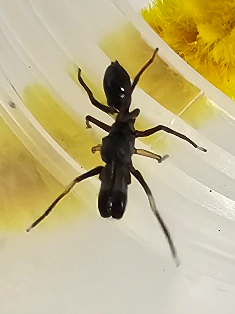 Ant Mimic Jumper (Myrmarachne sp)