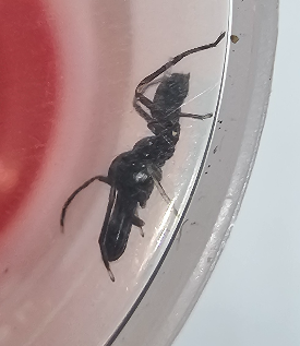 Ant Mimic Jumper (Myrmarachne sp)