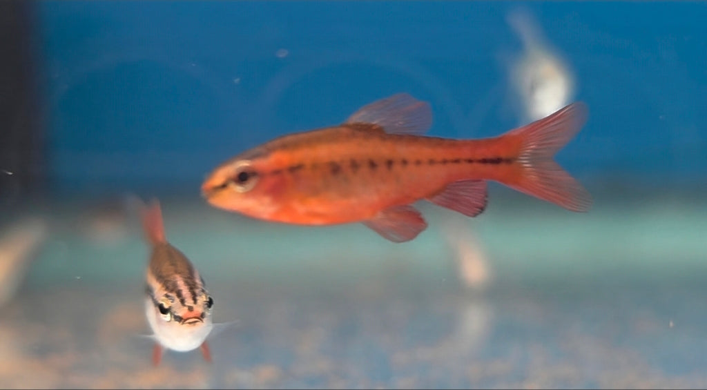 Cherry Barb - Assorted