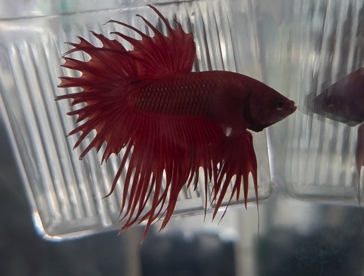 Crown Tail Betta - Male