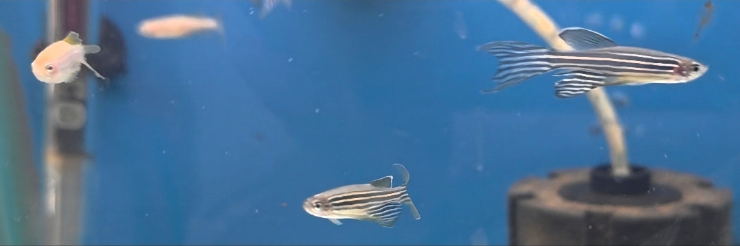 Longfin Danio - Assorted