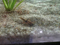 Spiny Eel