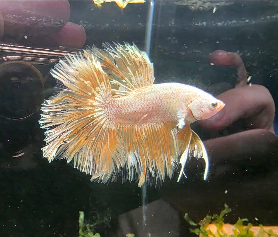 Gold Halfmoon Male