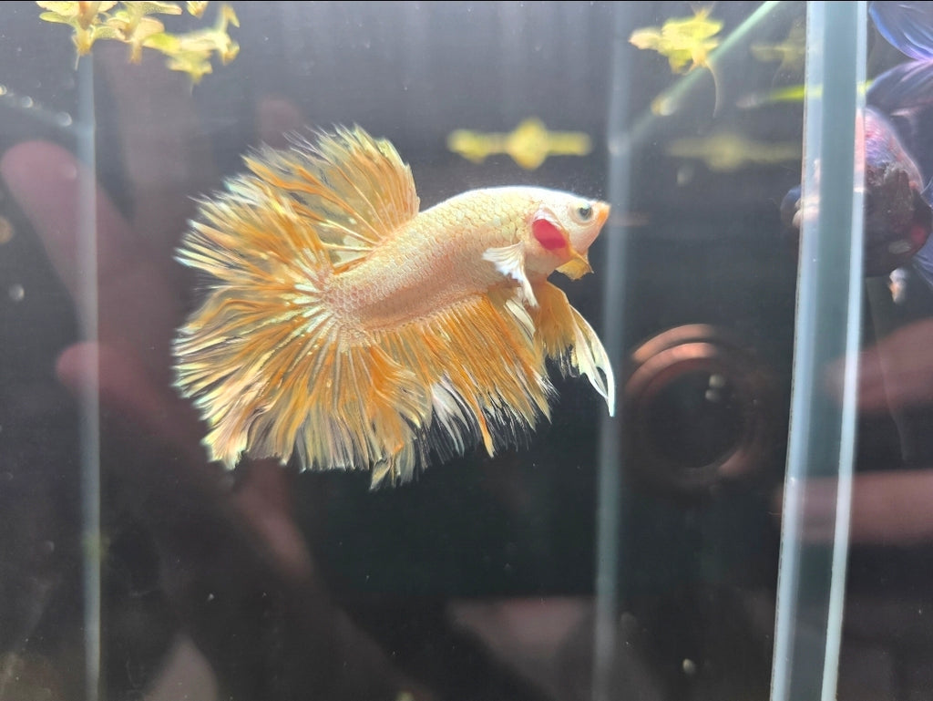 Gold Halfmoon Male