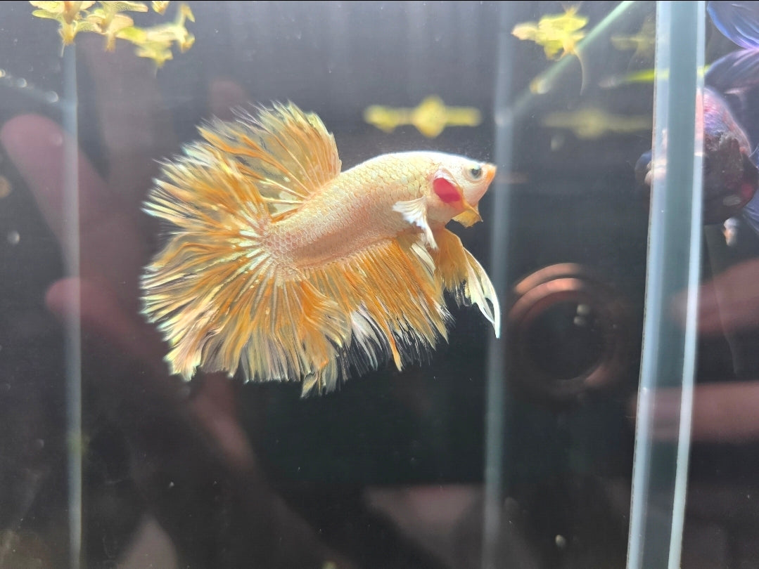 Gold Halfmoon Male