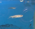 Longfin Danio - Assorted