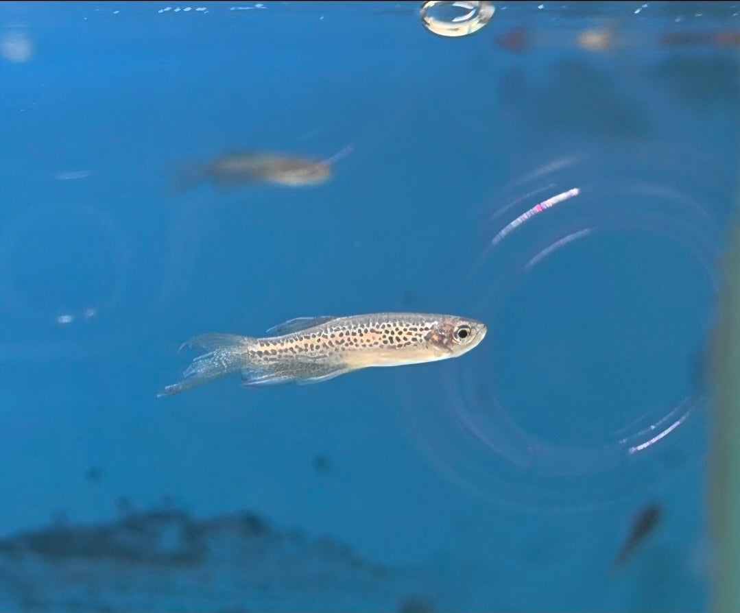 Longfin Danio - Assorted