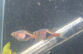 Harlequin Rasbora