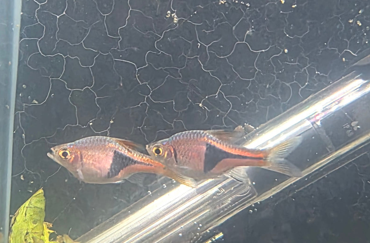 Harlequin Rasbora