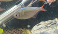 Columbian Redfin Tetra