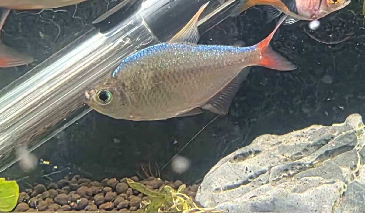 Columbian Redfin Tetra